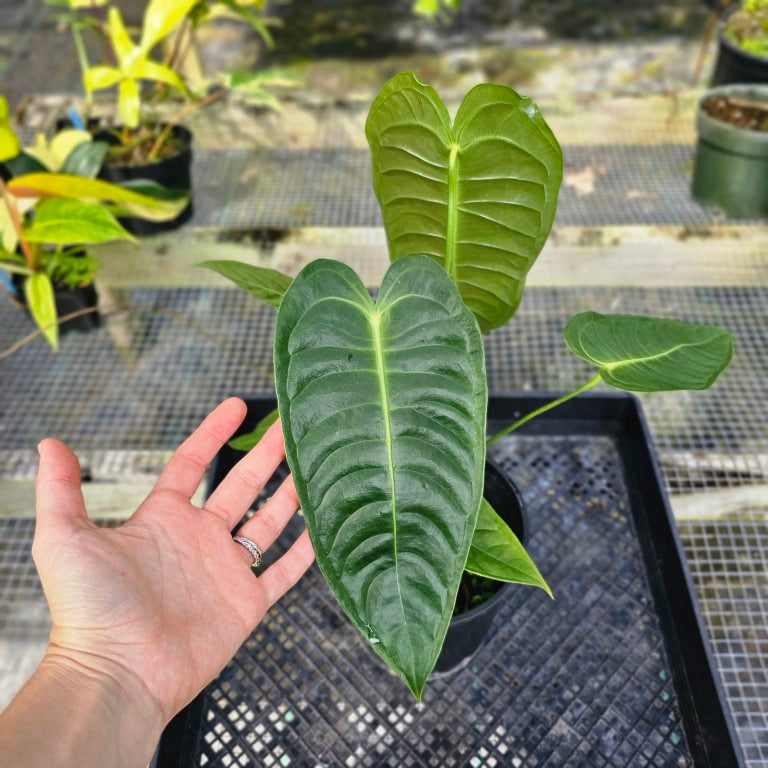 Anthurium Veitchii, Exact Plant