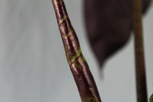 Load image into Gallery viewer, Alocasia Longiloba Denudata, Exact Plant

