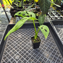 Load image into Gallery viewer, Monstera Esqueleto, Exact Plant Ships Nationwide
