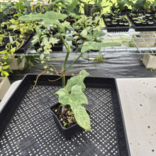 Load image into Gallery viewer, Philodendron Bipennifolium Splash Gordon Variegated exact plant, Fedex 2day*
