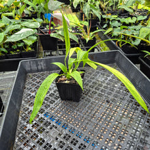 Load image into Gallery viewer, Anthurium Vittarifolium , Exact Plant Variegated Ships Nationwide

