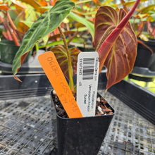 Load image into Gallery viewer, Philodendron Verrucosum Amazon Sunset, Exact Plant Ships Nationwide
