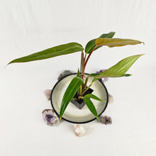 Load image into Gallery viewer, Philodendron Orange Marmalade, Autumn Queen 2.5” pot, Fedex 2 day*
