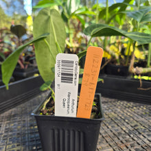 Load image into Gallery viewer, Anthurium Warocqueanum, Queen, Exact Plant Ships Nationwide
