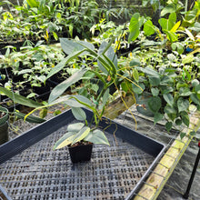 Load image into Gallery viewer, Philodendron Hastatum Silver Sword, Exact Plant Variegated Ships Nationwide
