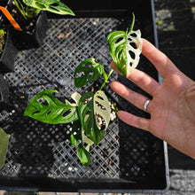 Load image into Gallery viewer, Monstera Adansonii Albo Tricolor, Exact Plant Variegated Ships Nationwide
