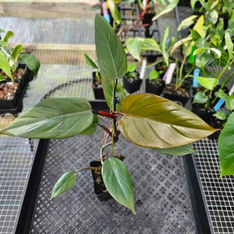 Philodendron Dark Lord, Exact Plant Ships Nationwide