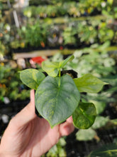Load image into Gallery viewer, Alocasia Silver Dragon Aurea variegated 2.5" pot, Fedex 2day*
