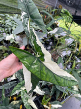 Load image into Gallery viewer, Alocasia Simpo Albo variegated 2.5" pot, Fedex 2day*
