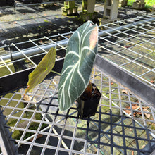 Load image into Gallery viewer, Alocasia Longiloba Grandis x Sanderiana 'Mark Campbell', Exact Plant
