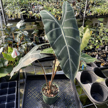 Load image into Gallery viewer, Alocasia Longiloba, Denudata exact plant, Fedex 2day
