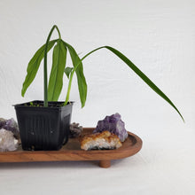 Load image into Gallery viewer, Philodendron Holtonianum, Exact Plant Ships Nationwide
