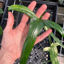 Load image into Gallery viewer, Philodendron Holtonianum variegated, Exact Plant Ships Nationwide
