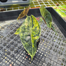 Load image into Gallery viewer, Alocasia Sedenii Aurea Variegated, Exact Plant Ships Nationwide
