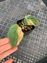 Load image into Gallery viewer, Philodendron Hederaceum Micans Aurea, Exact Plant Variegated Ships Nationwide
