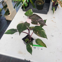 Load image into Gallery viewer, Philodendron Red Anderson, Exact Plant Ships Nationwide

