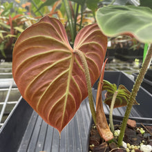 Load image into Gallery viewer, Philodendron Verrucosum Amazon Sunset exact plant, Fedex 2day*
