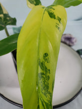 Load image into Gallery viewer, Domesticum, Exact Plant, variegated Philodendron

