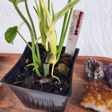Load image into Gallery viewer, Philodendron Burle Marx, Exact Plant Variegated Ships Nationwide
