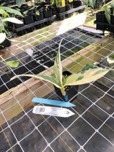 Load image into Gallery viewer, Philodendron Caramel Marble, Exact Plant Variegated Ships Nationwide
