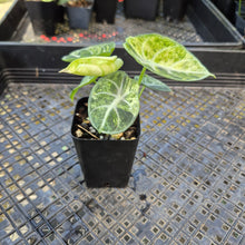 Load image into Gallery viewer, Alocasia Ninja, Exact Plant Variegated Ships Nationwide
