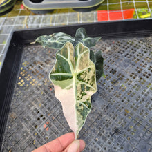Load image into Gallery viewer, Alocasia polly snowflake variegated, Exact Plant Ships Nationwide.
