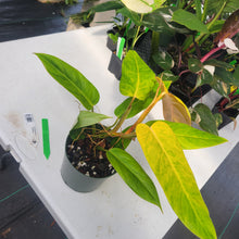 Load image into Gallery viewer, Philodendron Goldiana, Exact Plant Ships Nationwide
