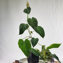 Load image into Gallery viewer, Philodendron Splendid, Exact Plant two growth points Ships Nationwide
