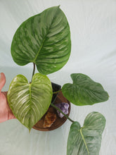 Load image into Gallery viewer, Philodendron Sodiroi True Form, Exact Plant

