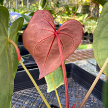 Load image into Gallery viewer, Anthurium Magnificum X Red Crystalinum, Exact Plant Ships Nationwide
