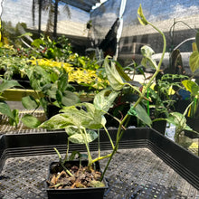 Load image into Gallery viewer, Epipremnum Pinnatum Marble, Exact Plant Variegated Ships Nationwide
