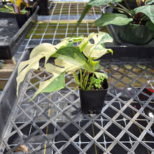 Load image into Gallery viewer, Rhaphidophora Tetrasperma Albo, Exact Plant Variegated Ships Nationwide
