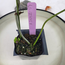 Load image into Gallery viewer, Philodendron Verrucosum, Exact Plant Ships Nationwide
