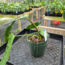 Load image into Gallery viewer, Philodendron Patriciae, Exact Plant Ships Nationwide
