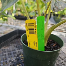 Load image into Gallery viewer, Alocasia Wentii, Exact Plant Variegated Ships Nationwide

