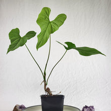 Load image into Gallery viewer, Anthurium Balaoanum &quot;Dussii&quot;, Exact Plant
