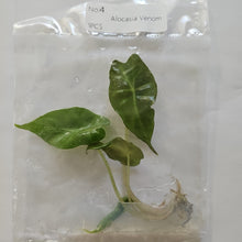 Load image into Gallery viewer, Alocasia Venom tissue culture 2DayAir
