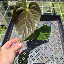 Load image into Gallery viewer, Anthurium Moodeanum x Veitchii, exact plant, Fedex 2day*
