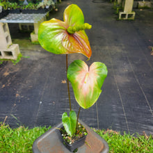 Load image into Gallery viewer, Anthurium Anuenue Obake bicolor, pink/ green, Exact Plant, ship nationalwide
