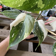 Load image into Gallery viewer, Philodendron Gloriosum variegated type 2, exact plant, Fedex 2day*
