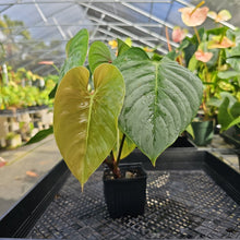 Load image into Gallery viewer, Philodendron Sodiroi True Form, Exact Plant Ships Nationwide

