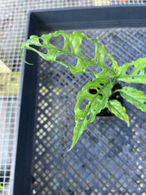 Load image into Gallery viewer, Monstera Obliqua Peru, Exact Plant Ships Nationwide
