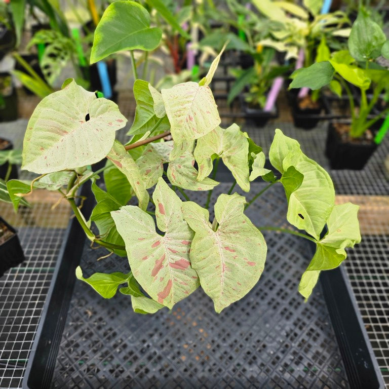 Syngonium Milk Confetti , Exact Plant Variegated Ships Nationwide