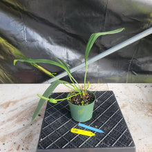 Load image into Gallery viewer, Anthurium Bakeri, Exact Plant Ships Nationwide
