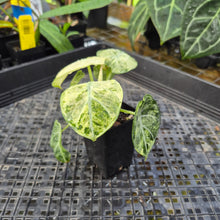 Load image into Gallery viewer, Alocasia Ninja Tricolor, Exact Plant Variegated Ships Nationwide
