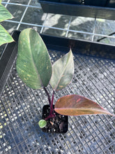 Load image into Gallery viewer, Philodendron Orange Princess, Exact Plant Variegated Ships Nationwide
