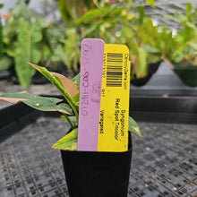 Load image into Gallery viewer, Syngonium Red Spot Tricolor, Exact Plant Variegated Ships Nationwide
