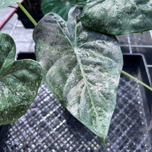 Load image into Gallery viewer, Alocasia Wentii, Exact Plant Variegated Large Ships Nationwide
