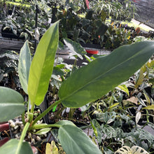 Load image into Gallery viewer, Philodendron Olympiad Pinnatifidum variegated exact plant, Fedex 2day*
