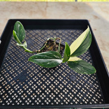 Load image into Gallery viewer, Monstera Standleyana Albo, Exact Plant Variegated Ships Nationwide

